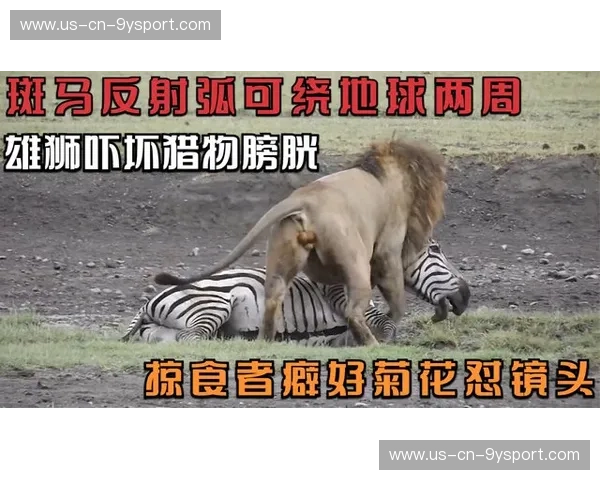 跨越海峡的绿茵绮梦：当“阿特拉斯雄狮”摩洛哥，遇上“斑马军团”尤文图斯